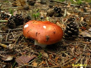 Klikni pro velký obrázek