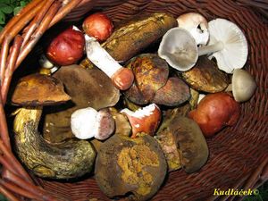 Klikni pro velký obrázek