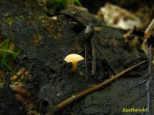 Klikni pro velký obrázek