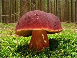 Klikni pro velký obrázek