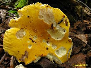 Klikni pro velký obrázek