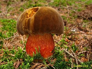 Klikni pro velký obrázek