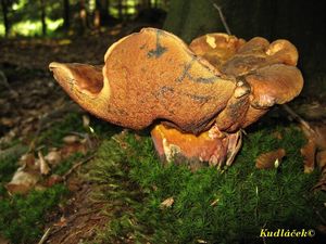 Klikni pro velký obrázek