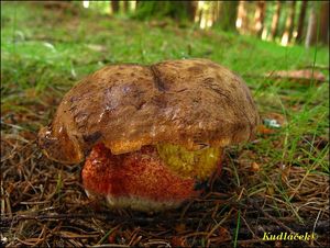 Klikni pro velký obrázek