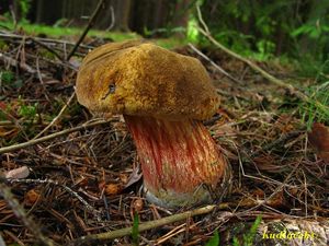 Klikni pro velký obrázek