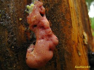 Klikni pro velký obrázek