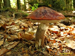 Klikni pro velký obrázek