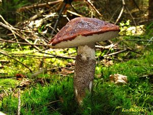 Klikni pro velký obrázek