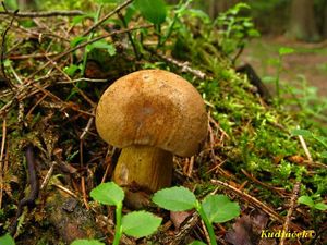 Klikni pro velký obrázek