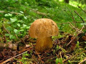 Klikni pro velký obrázek