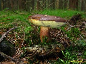 Klikni pro velký obrázek