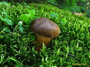 Klikni pro velký obrázek