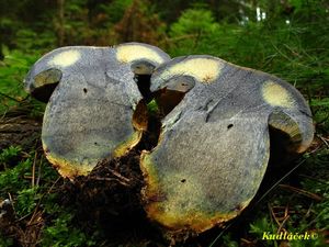 Hřib kovář žlutý - Boletus luridiformis var. junquilleus (Quél.)