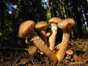 Klikni pro velký obrázek