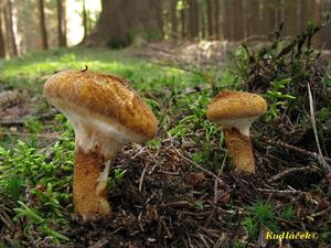 Klikni pro velký obrázek