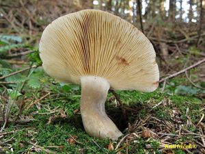 Klikni pro velký obrázek