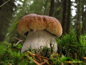 Klikni pro velký obrázek