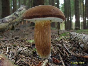 Klikni pro velký obrázek