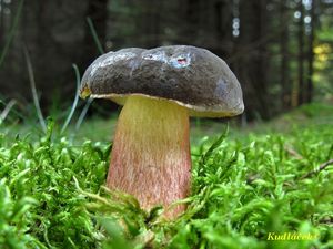 Klikni pro velký obrázek