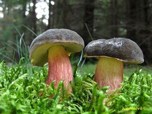 Klikni pro velký obrázek