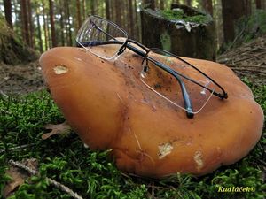 Klikni pro velký obrázek