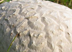 Pýchavka dlabaná - Calvatia utriformis