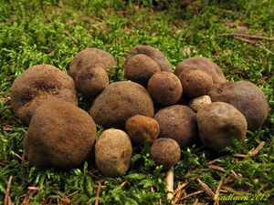 Klikni pro velký obrázek