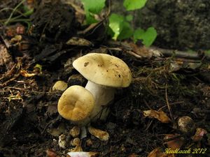 Klikni pro velký obrázek