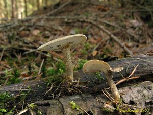 Klikni pro velký obrázek