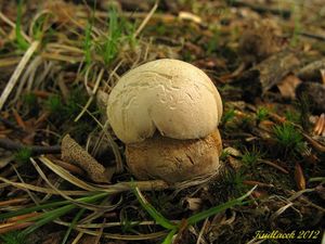 Klikni pro velký obrázek