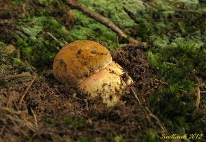 Klikni pro velký obrázek