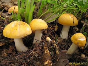 Klikni pro velký obrázek