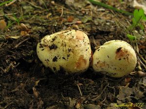 Klikni pro velký obrázek