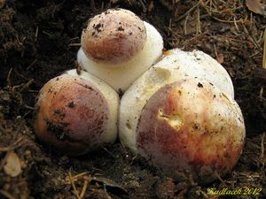 Klikni pro velký obrázek