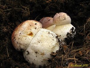 Klikni pro velký obrázek