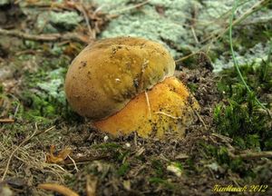 Klikni pro velký obrázek