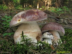 Klikni pro velký obrázek