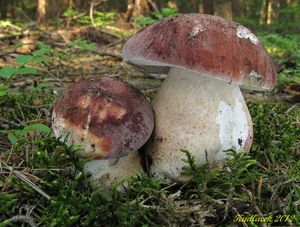 Klikni pro velký obrázek