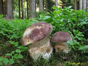 Klikni pro velký obrázek