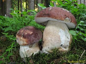 Klikni pro velký obrázek