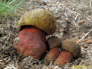 Klikni pro velký obrázek