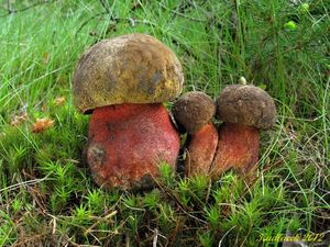 Klikni pro velký obrázek