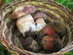 Klikni pro velký obrázek