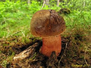 Klikni pro velký obrázek