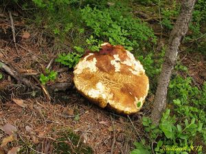 Klikni pro velký obrázek