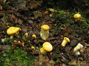 Klikni pro velký obrázek