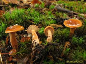 Klikni pro velký obrázek