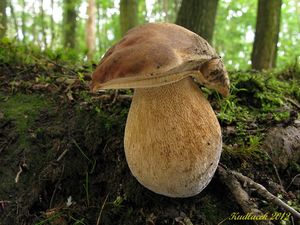 Klikni pro velký obrázek