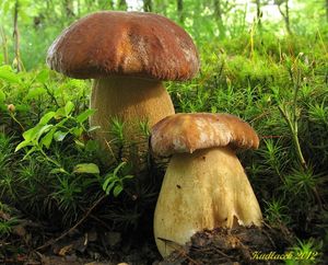 Klikni pro velký obrázek