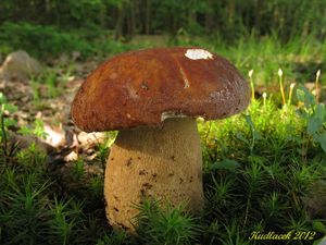 Klikni pro velký obrázek